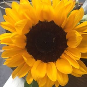 Meet your Posher, Martines